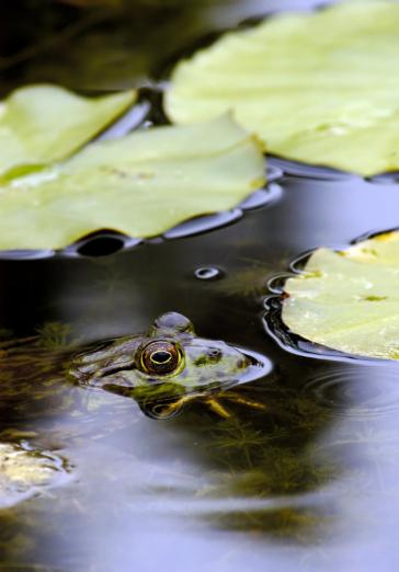 Bull Frog from Lilly pond at Quail Gardens